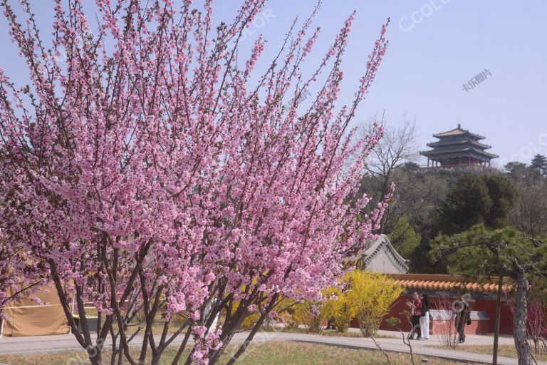 景山公园春季花卉，美人梅