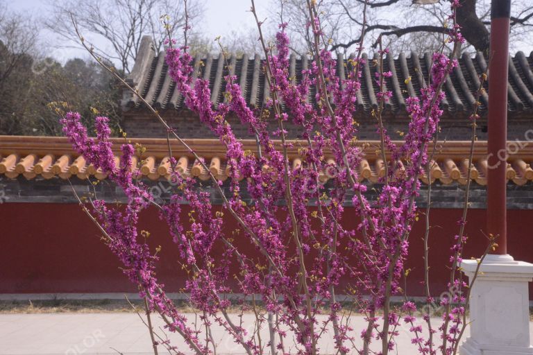 景山公园春季花卉，紫荆花