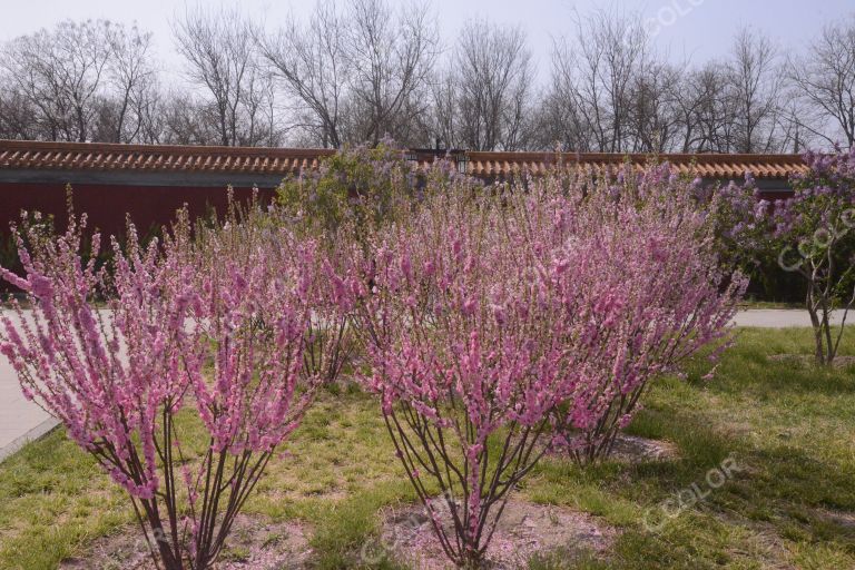 景山公园春季花卉，榆叶梅