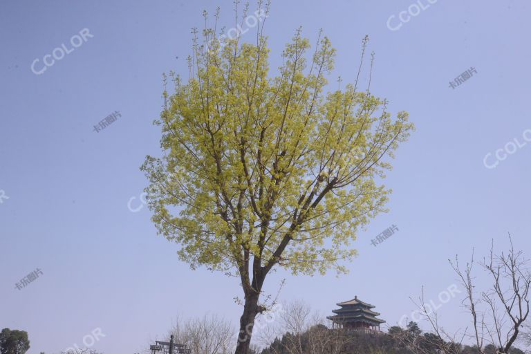 景山公园春季景观树，元宝枫