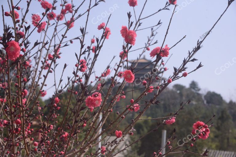 景山公园春季花卉，桃花（碧桃花）