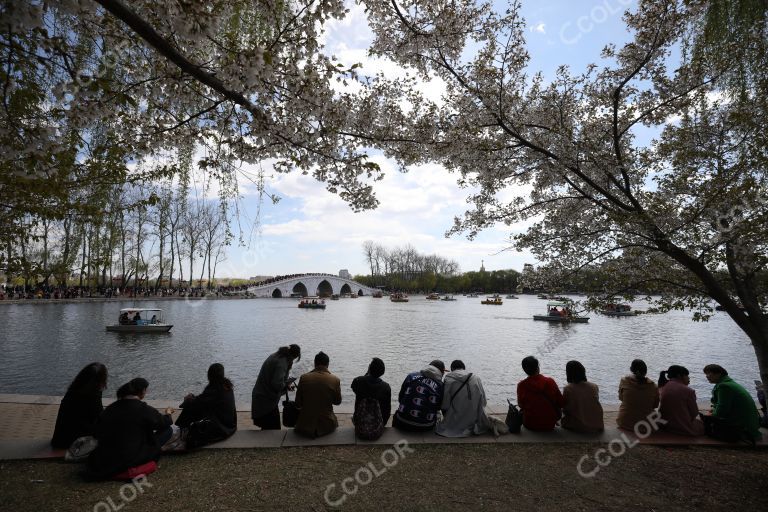 玉渊潭樱花节期间湖边憩息的游客和桥上的人群