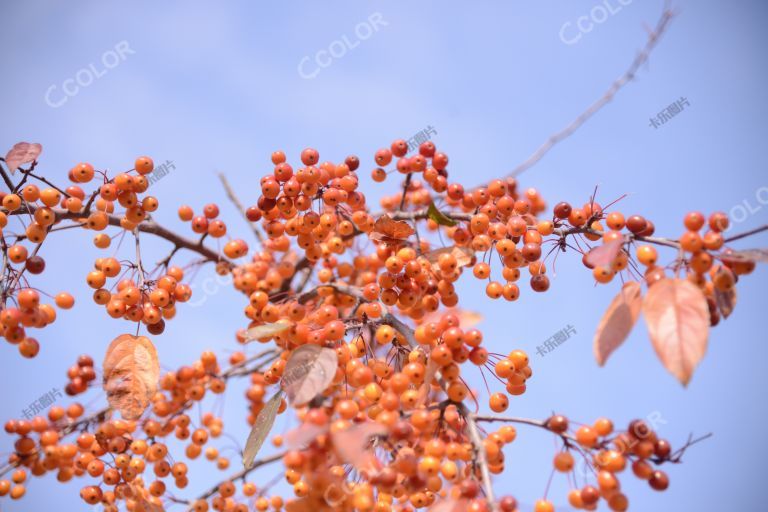 风光类：北京植物园的秋季，成熟的果实