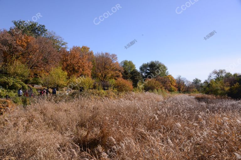 风光类：北京植物园樱桃沟的湿地和彩叶