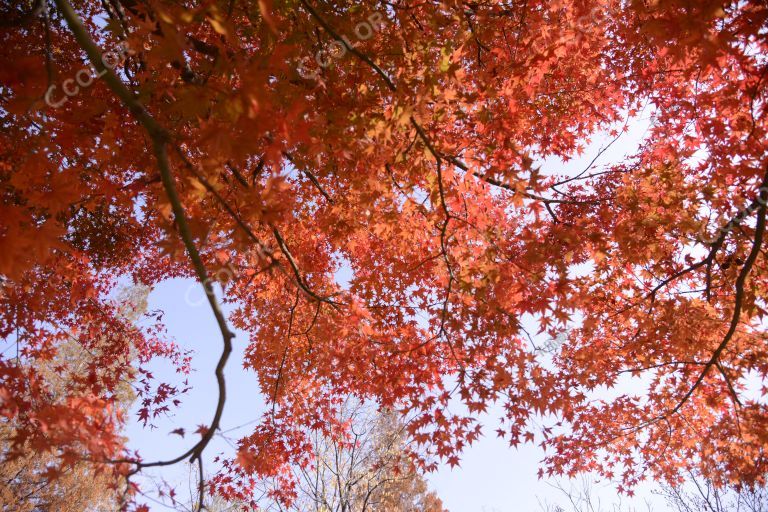 风光类：北京植物园的深秋，宿根园的红叶和芦苇