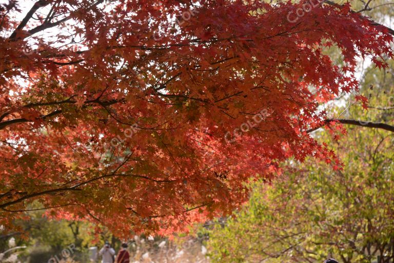 风光类：北京植物园的深秋，宿根园的红叶和芦苇，柿子树