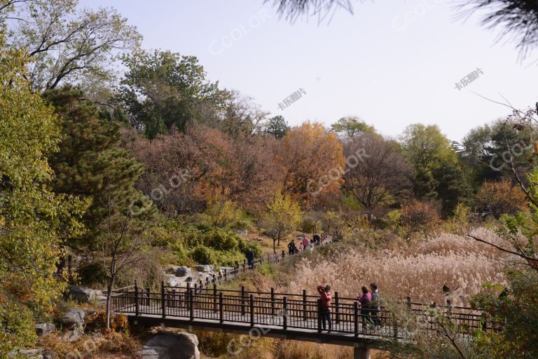 风光类：北京植物园的深秋，樱桃沟湿地的树木和芦苇