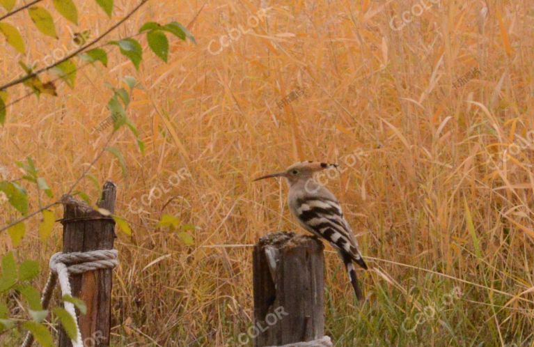 风光类：湿地里的鸟，芦苇和戴胜鸟，初冬时节的奥森公园