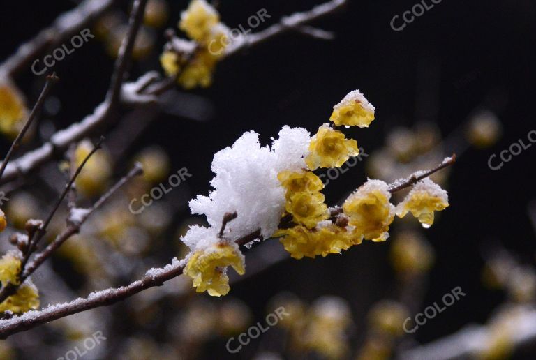 植物类：雪中的蜡梅