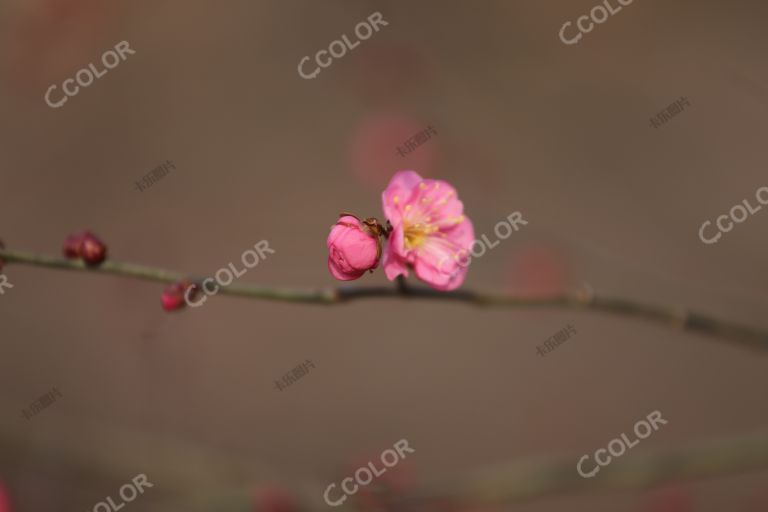 植物类：北京早春，北京植物园红梅花