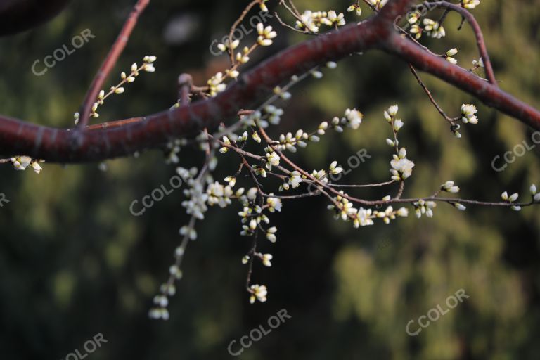 植物类：北京早春，景山公园万寿亭前的山桃花