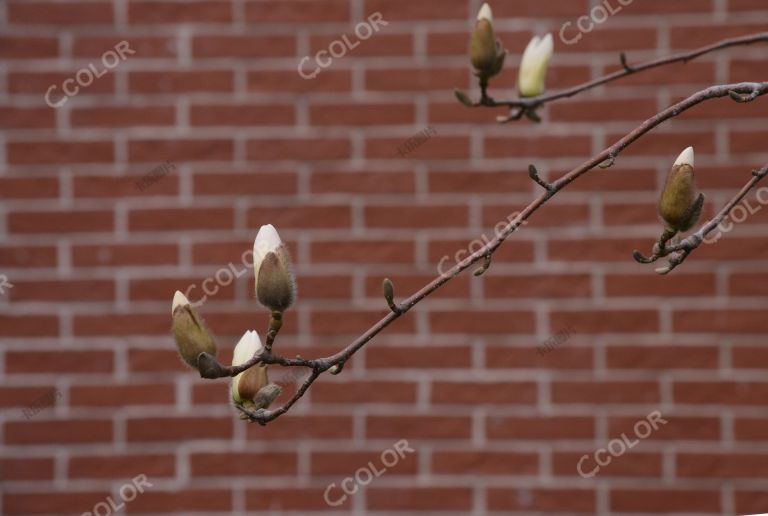 植物类：北京早春，比利时大使馆旧址前含苞待放的玉兰花