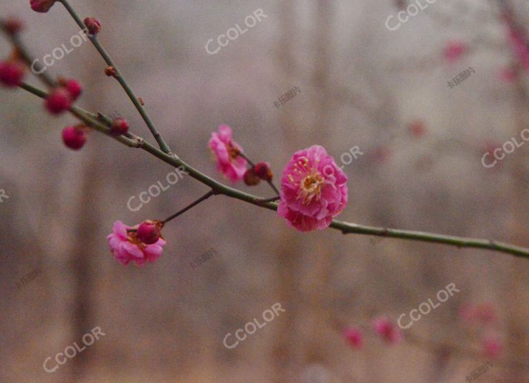 植物类：北京早春，北京植物园红梅花