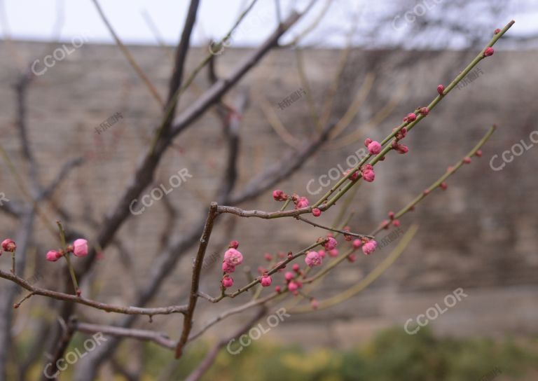 植物类：北京早春，明城墙遗址公园的梅花