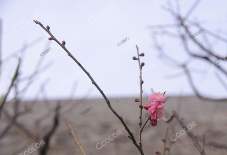 植物类：北京早春，明城墙遗址公园的梅花