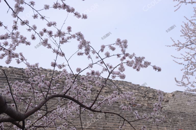 植物类：北京早春，明城墙遗址公园的早樱花
