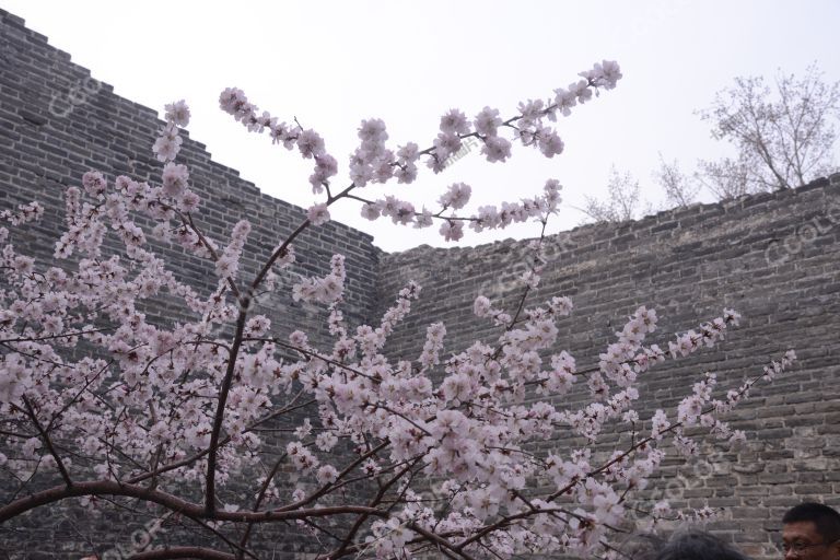 植物类：北京早春，明城墙遗址公园的早樱花
