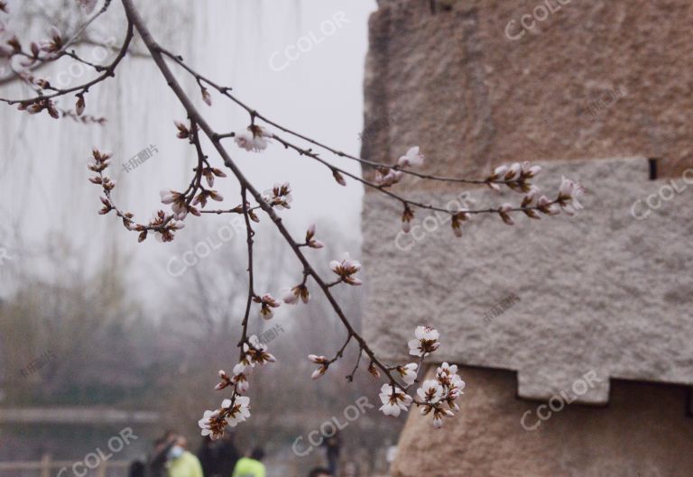植物类：北京早春，北京植物园榫卯石边的早樱花