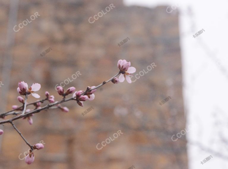 植物类：北京早春，北京植物园碉楼下的山桃花