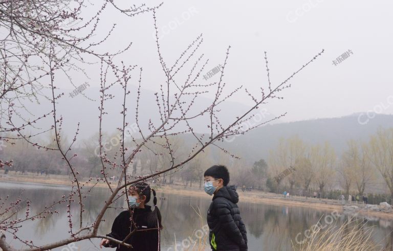 植物类：北京早春，北京植物园澄湖区山桃花