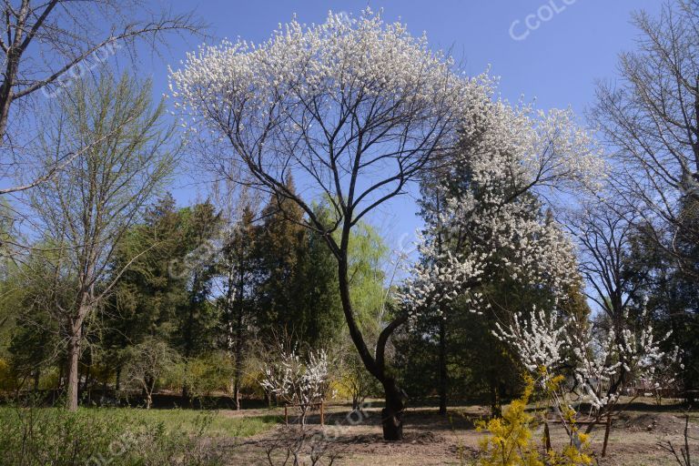 风光类：清明节期间，北京植物园春景