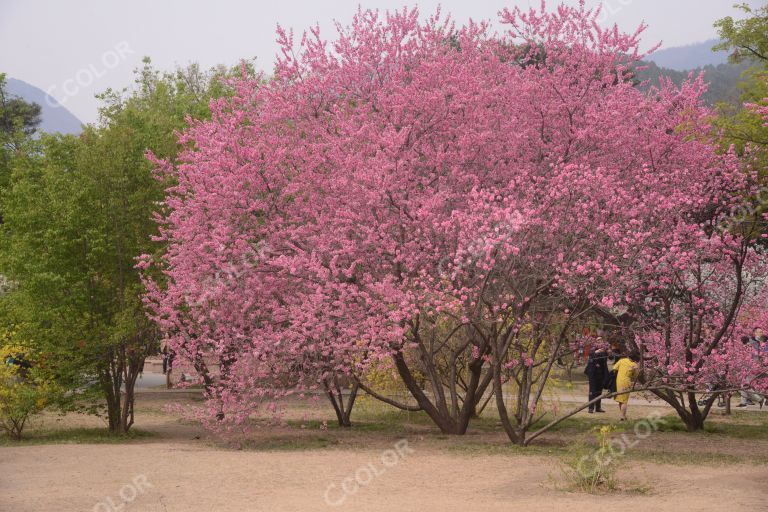 风光类：北京植物园第23届桃花节，名品碧桃花品虹和品霞