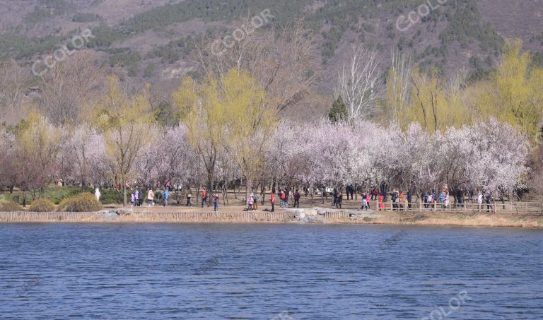 风光类：北京植物园第23届桃花节，澄湖春色