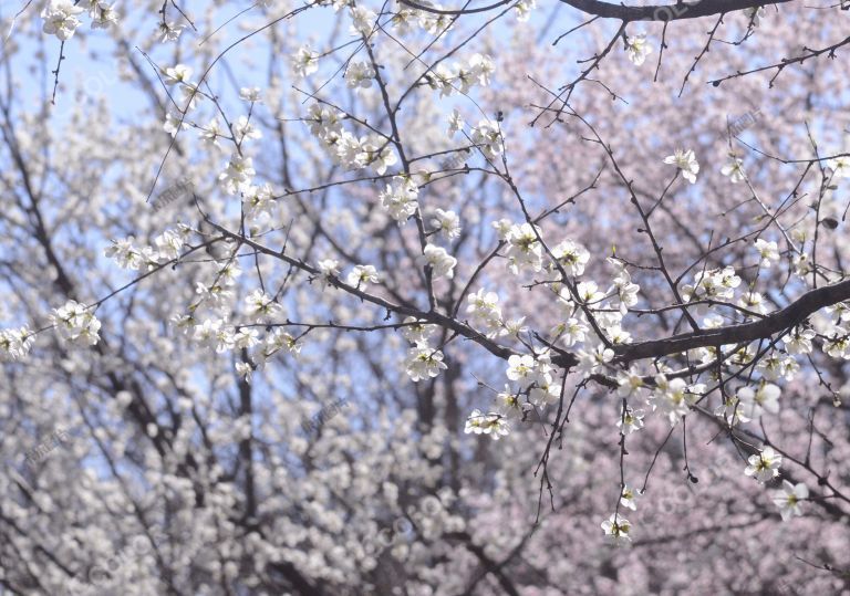 风光类：北京植物园第23届桃花节及第18届世界名花展，樱桃沟的春花