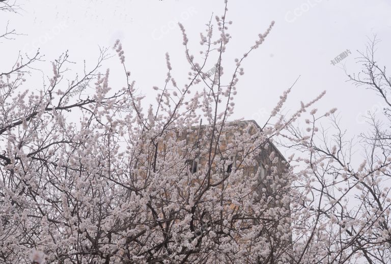 风光类：北京植物园“古墩秋眺”碉楼下的春花