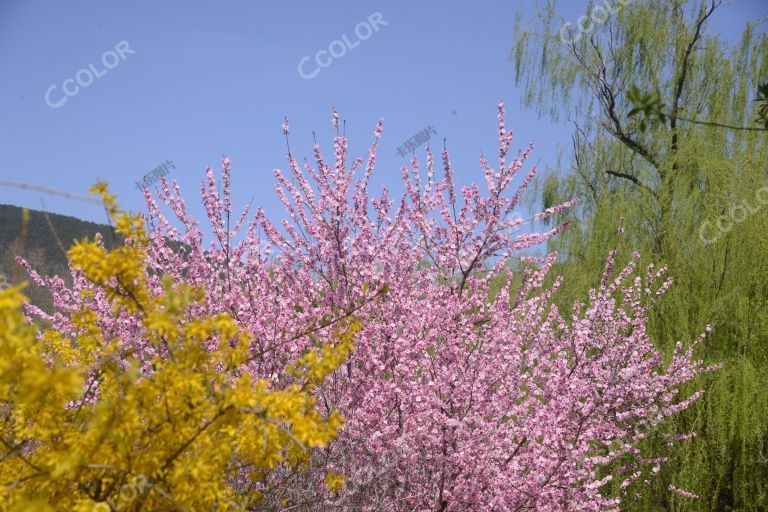 风光类：北京植物园桃花节，澄湖区的山桃花和连翘花