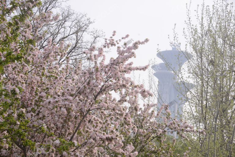 风光类：奥森公园的春天，奥海的春花和奥林匹克塔