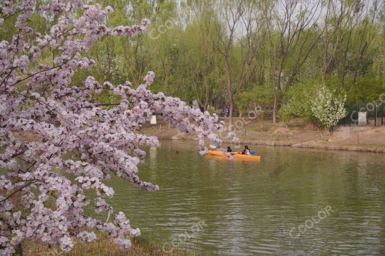 风光类：奥森公园的春天，奥海的春花和划独木舟者