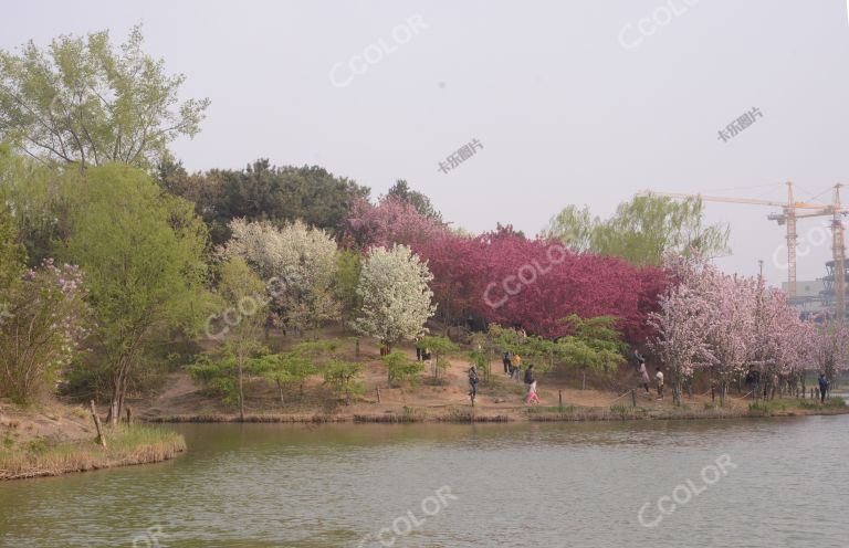 风光类：奥森公园的春天，奥海的春花