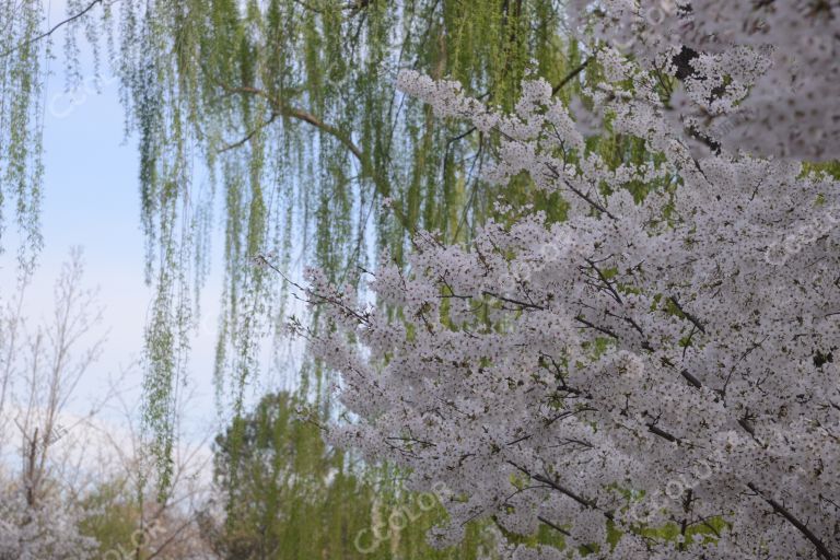 风光类：樱花，北京植物园世界名花展