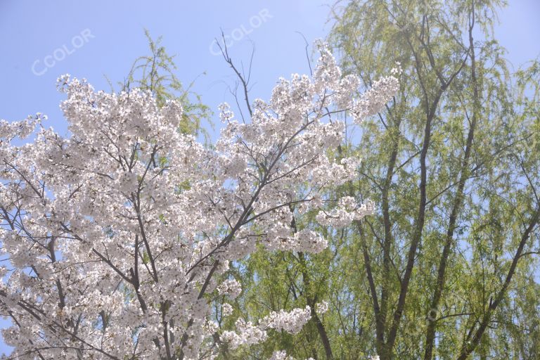 风光类：樱花，北京植物园世界名花展