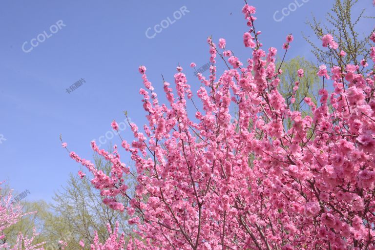 风光类：北京植物园第23届桃花节，澄湖区的桃花