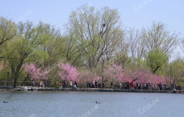 风光类：北京植物园第23届桃花节，澄湖区的山桃花