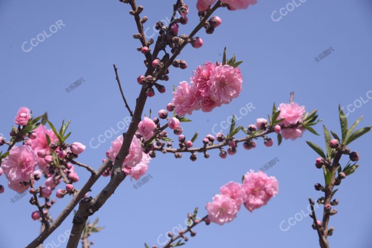 风光类：北京植物园第23届桃花节，碧桃园的桃花