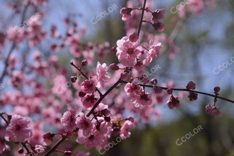 风光类：丰后梅花，北京植物园春景