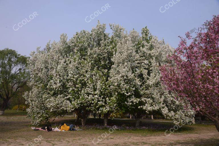 风光类：奥森公园的春天，海棠花树