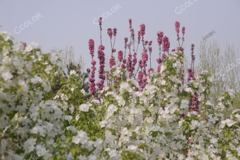 风光类：奥森公园的春天，海棠花树