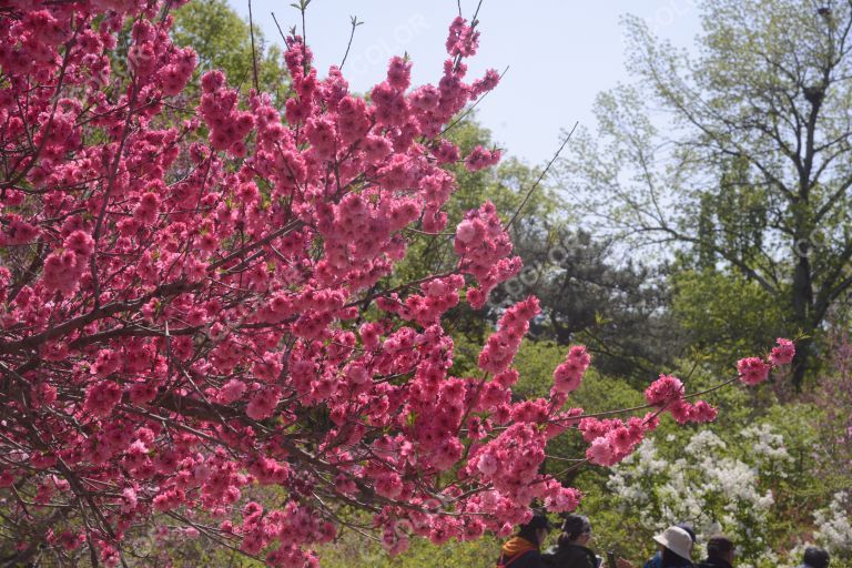 风光类：北京植物园的晚春，桃花节