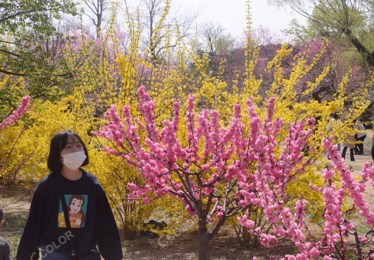 风光类：北京植物园的晚春，桃花节