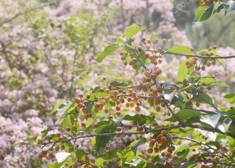 风光类：初夏的樱花果，玉渊潭公园