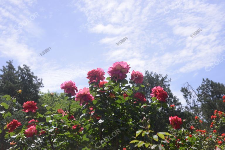 风光类：天坛公园的月季花,初夏花卉