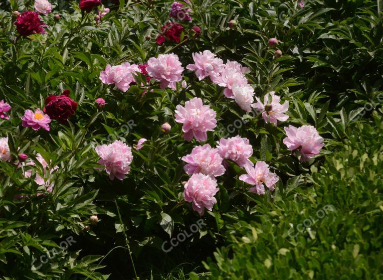 风光类：景山公园的芍药花,初夏花卉