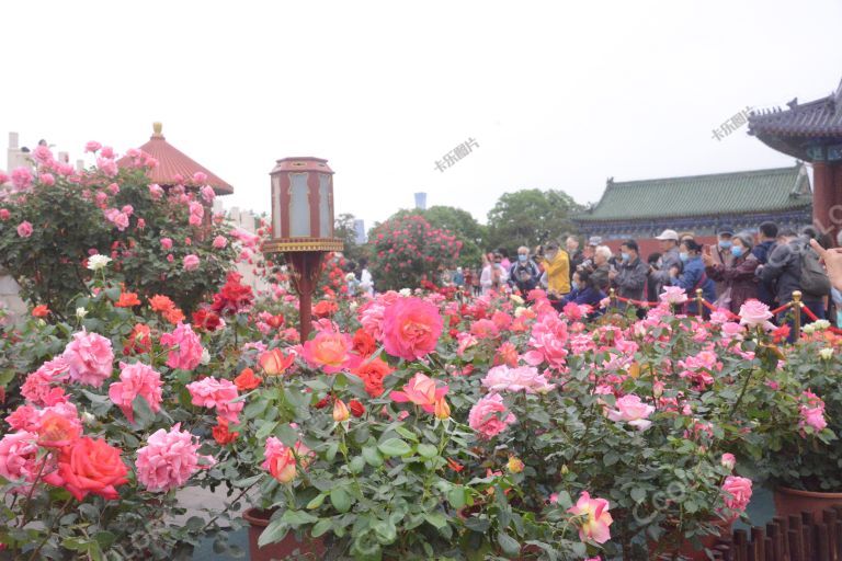 风光类：天坛公园祈年殿的月季花展，初夏花卉