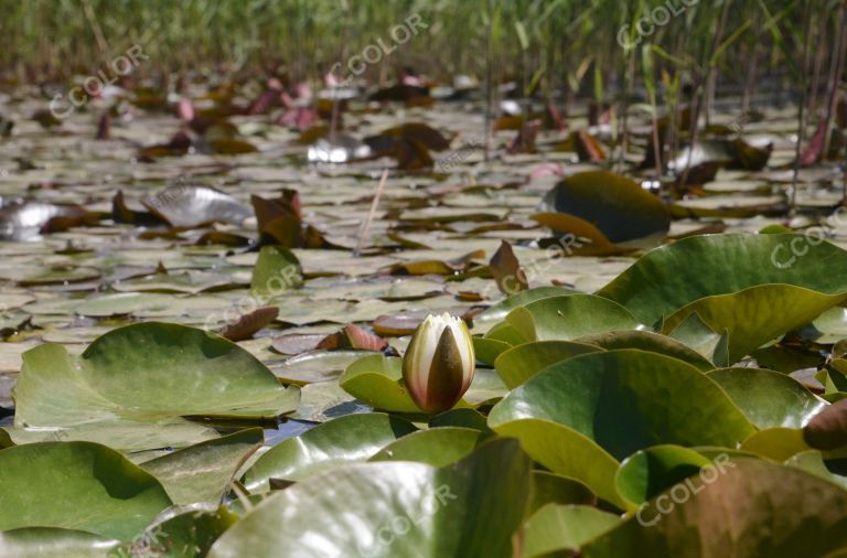风光类：初夏花卉睡莲，奥林匹克森林公园（奥森公园）的湿地