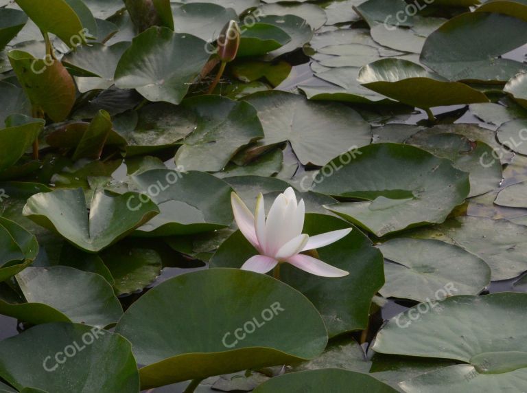 风光类：北京植物园的睡莲,初夏花卉