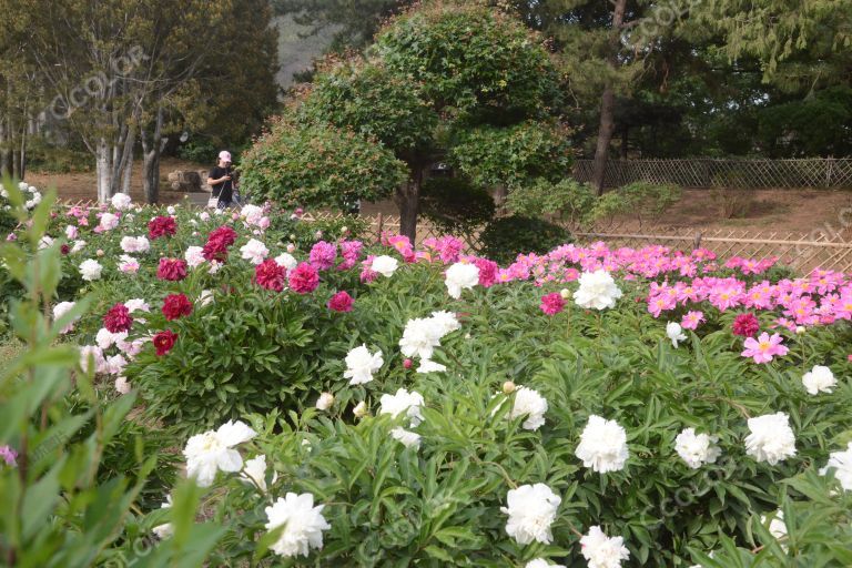 风光类：北京植物园的芍药花,初夏花卉